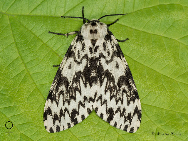  72.010 Black Arches female Copyright Martin Evans 