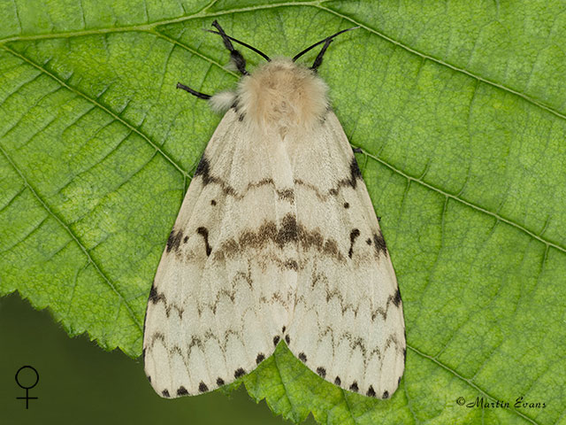  72.011 Gypsy Moth female Copyright Martin Evans 