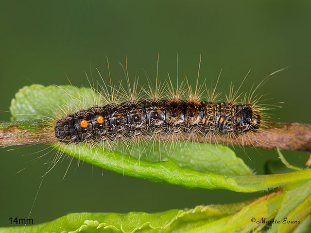  72.012 Brown-tail larva 14mm Copyright Martin Evans 