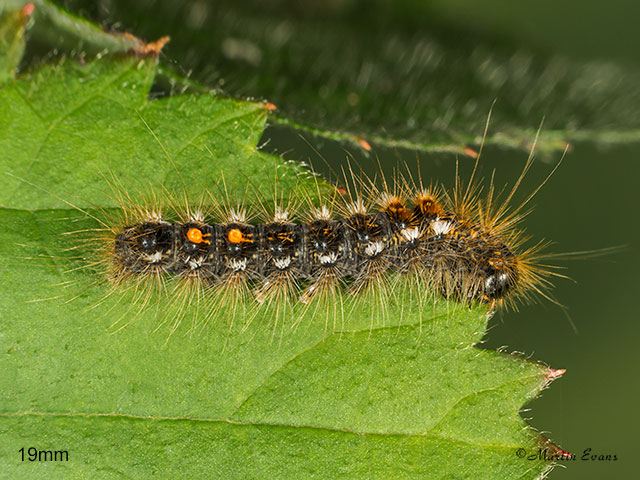  72.012 Brown-tail larva 15mm Copyright Martin Evans 