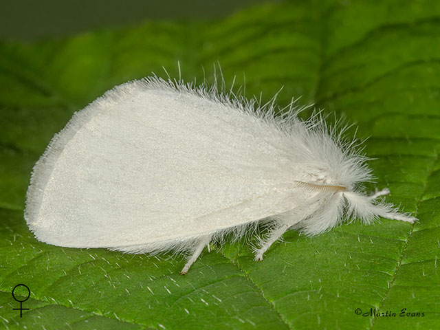  72.013 Yellow-tail female Copyright Martin Evans 