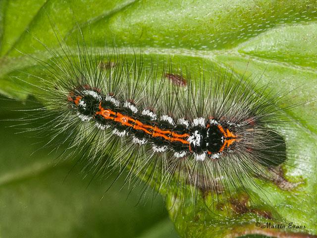  72.013 Yellow-tail larva Copyright Martin Evans 