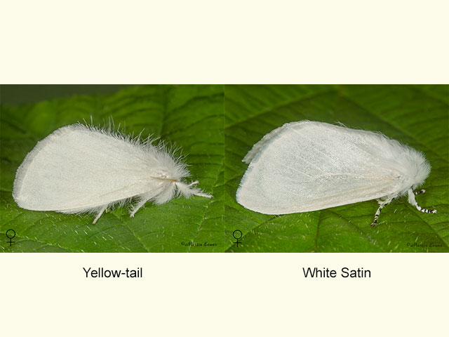  72.013 Yellow-tail and White Satin Copyright Martin Evans 