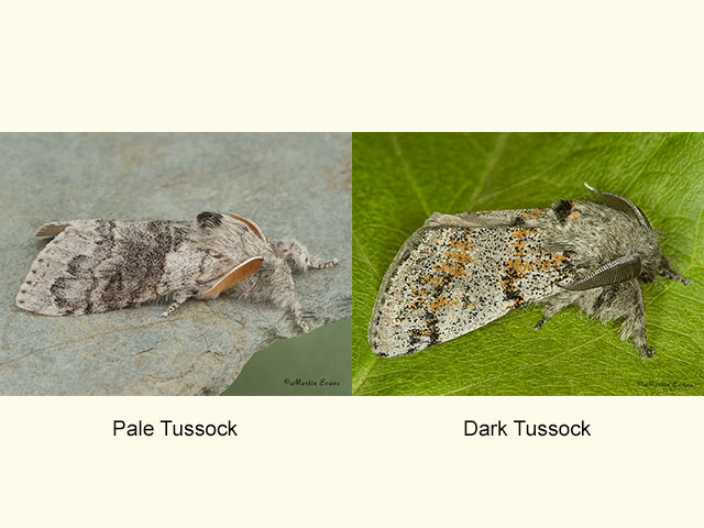  72.015 Pale Tussock and Dark Tussock Copyright Martin Evans 