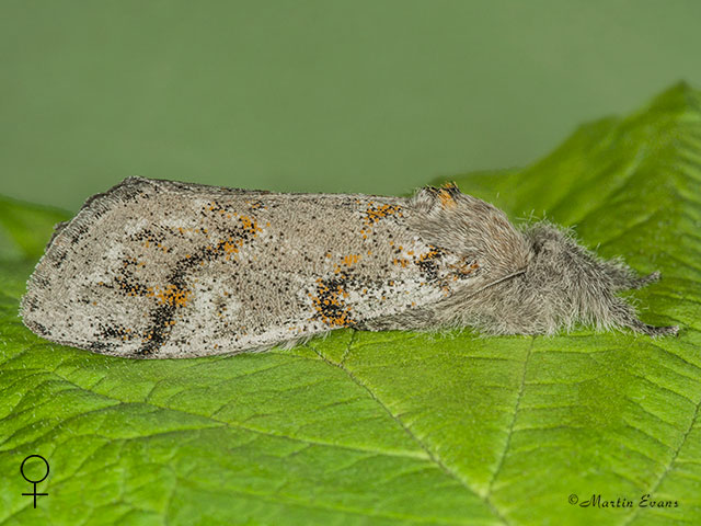  72.016 Dark Tussock female Copyright Martin Evans 