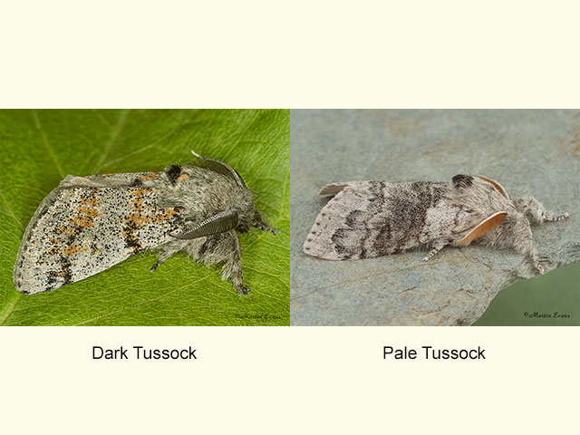  72.016 Dark Tussock and Pale Tussock Copyright Martin Evans 