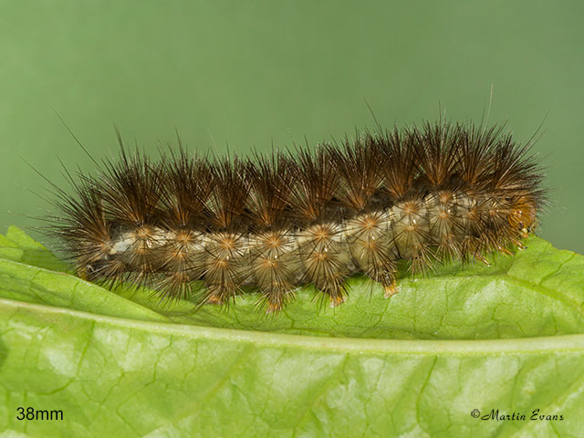  72.019 Buff Ermine larva 38mm Copyright Martin Evans 