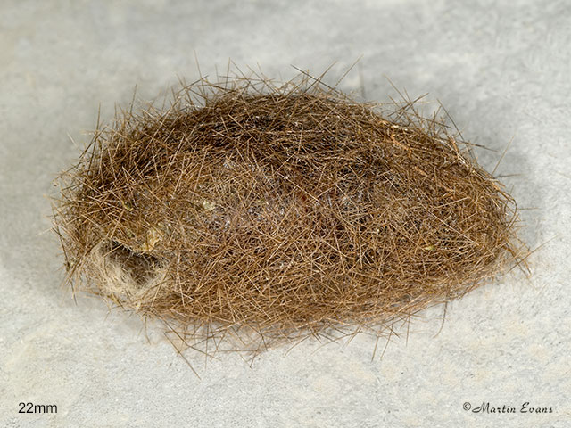  72.019 Buff Ermine cocoon 22mm Copyright Martin Evans 