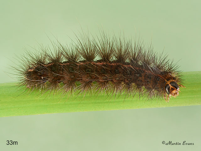  72.020 White Ermine larva 33mm Copyright Martin Evans 