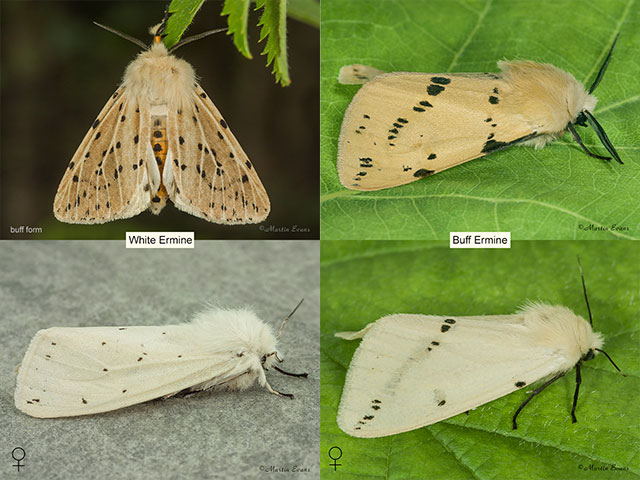  72.020 White Ermine and Buff Ermine Copyright Martin Evans 