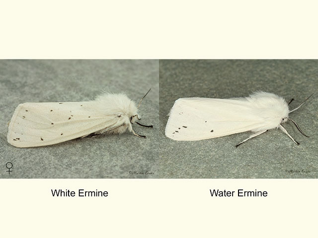 72.020 White Ermine and Water Ermine Copyright Martin Evans 
