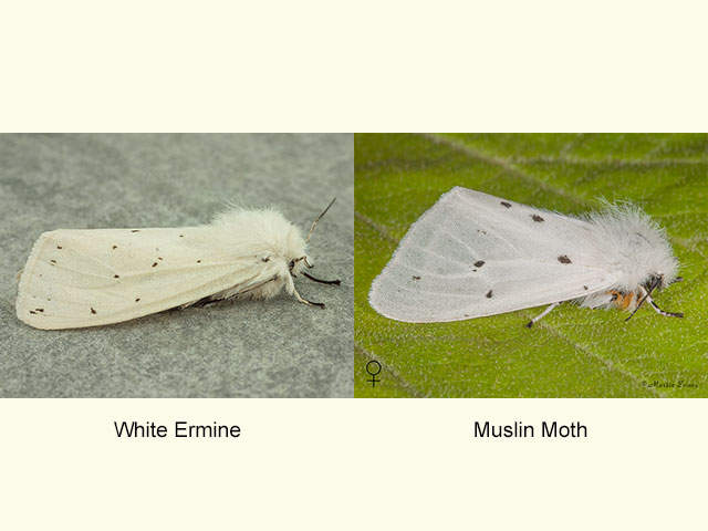  72.020 White Ermine and Muslin Moth female Copyright Martin Evans 