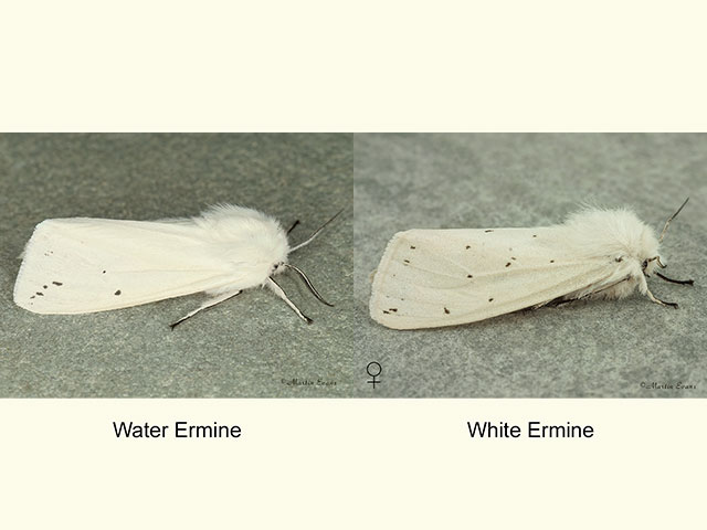  72.021 Water Ermine and female White Ermine Copyright Martin Evans 