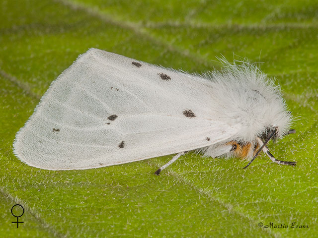  72.022 Muslin Moth female Copyright Martin Evans 