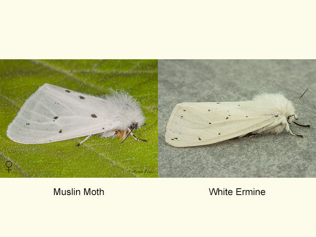  72.022 Muslin Moth female and White Ermine female Copyright Martin Evans 
