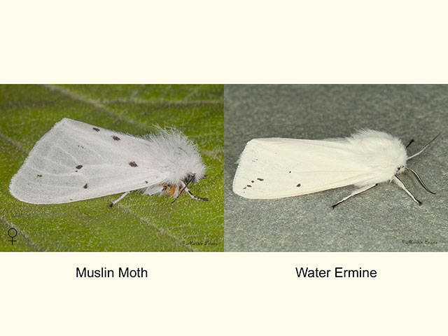  72.022 Muslin Moth female and Water Ermine Copyright Martin Evans 