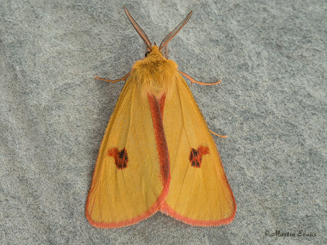  72.023 Clouded Buff Copyright Martin Evans 