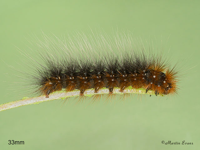  72.026 Garden Tiger larva mm Copyright Martin Evans 