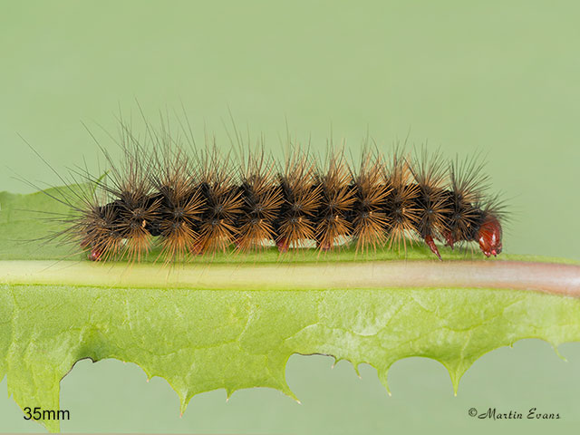  72.027 Cream-spot Tiger larva length 35mm Copyright Martin Evans 
