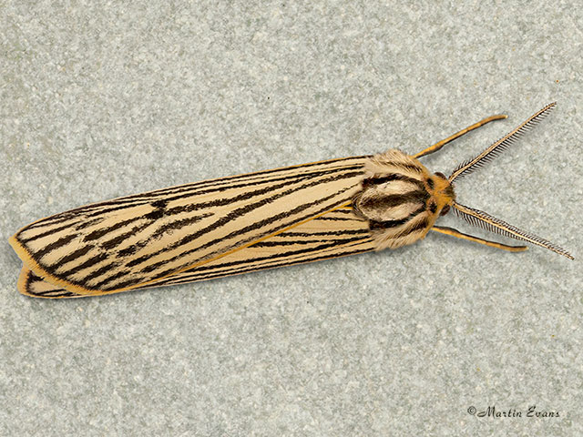  72.033 Feathered Footman  Copyright Martin Evans 