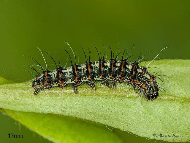  72.034 Crimson Speckled larva 17mm Copyright Martin Evans 