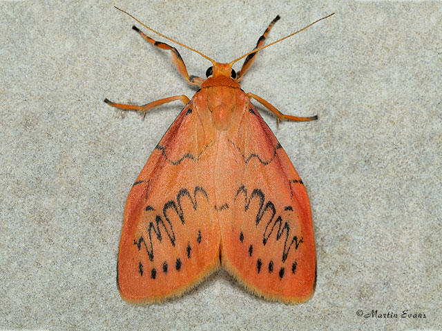  72.035 Rosy Footman Copyright Martin Evans 