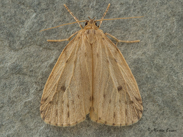  72.037 Round-winged Muslin Copyright Martin Evans 