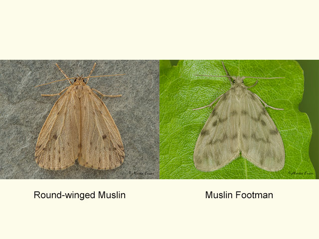  72.037 Round-winged Muslin and Muslin Footman Copyright Martin Evans 