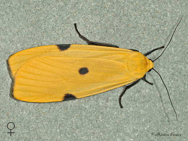  72.041 Four-spotted Footman female Copyright Martin Evans 
