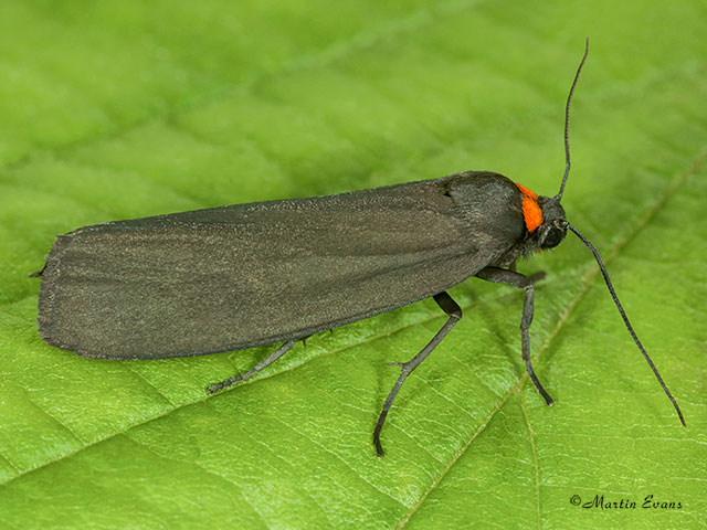  72.042 Red-necked Footman Copyright Martin Evans 