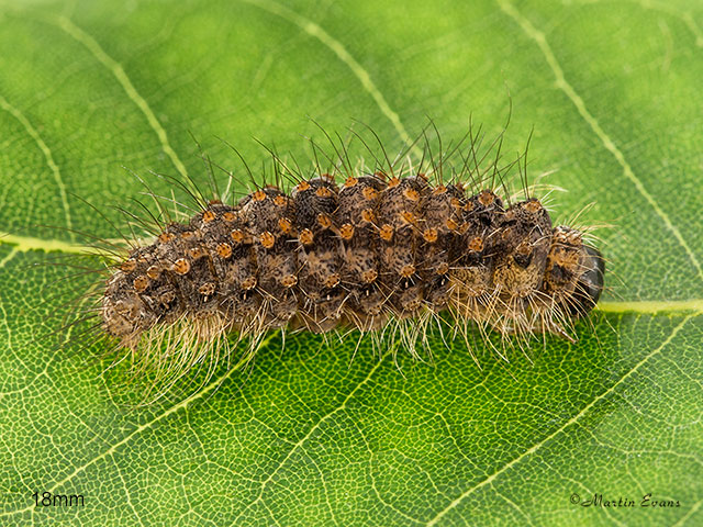  72.042 Red-necked Footman larva pre-pupation 18mm Copyright Martin Evans 