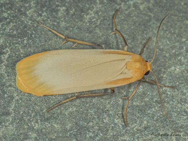  72.043 Buff Footman Copyright Martin Evans 