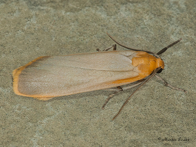  72.043 Buff Footman Copyright Martin Evans 