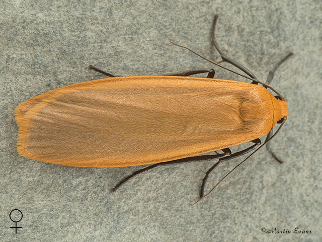  72.043 Buff Footman female Copyright Martin Evans 