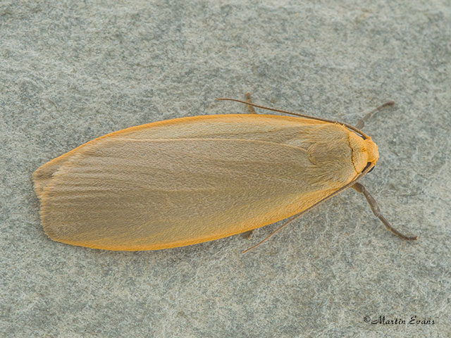  72.044 Dingy Footman Copyright Martin Evans 