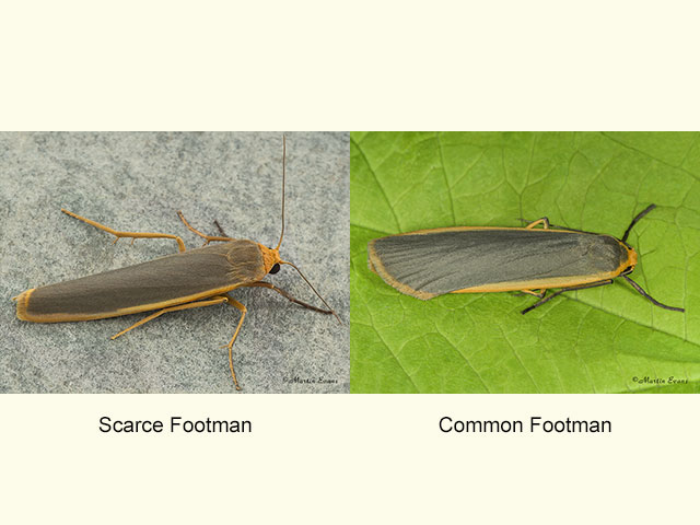  72.046 Scarce Footman and Common Footman Copyright Martin Evans 