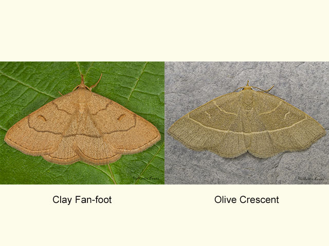  72.051 Clay Fan-foot and Olive Crescent Copyright Martin Evans 