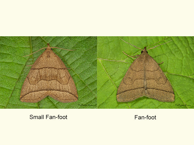  72.055 Small Fan-foot and Fan-foot Copyright Martin Evans 