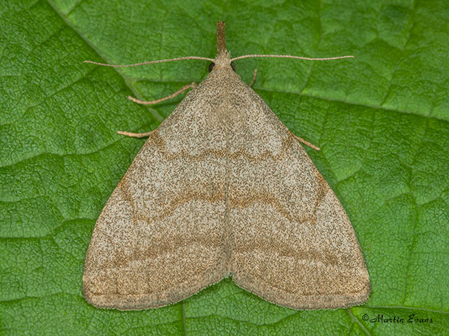  72.056 Common Fan-foot Copyright Martin Evans 