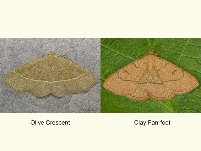  72.070 Olive Crescent and Clay Fan-foot Copyright Martin Evans 