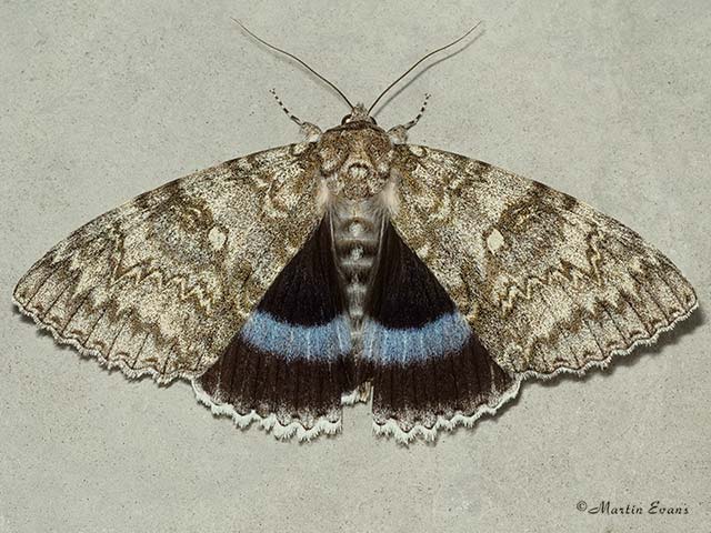  72.076 Clifden Nonpareil Copyright Martin Evans 