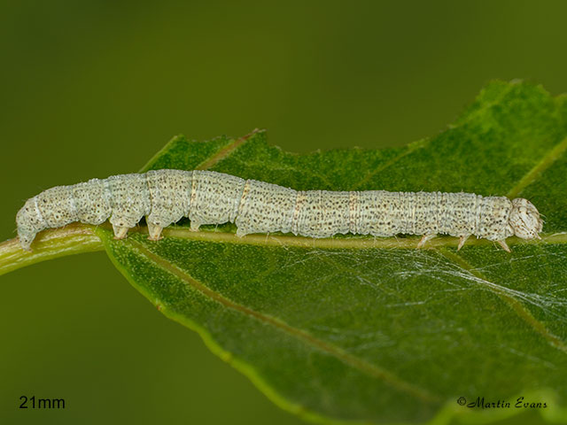  72.076 Clifden Nonpareil larva 21mm Copyright Martin Evans 