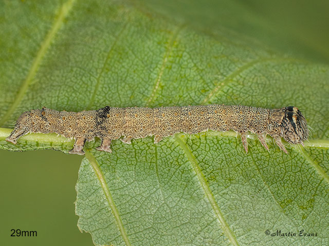  72.076 Clifden Nonpareil larva 29mm Copyright Martin Evans 