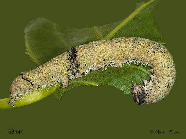  72.076 Clifden Nonpareil larva 53mm Copyright Martin Evans 