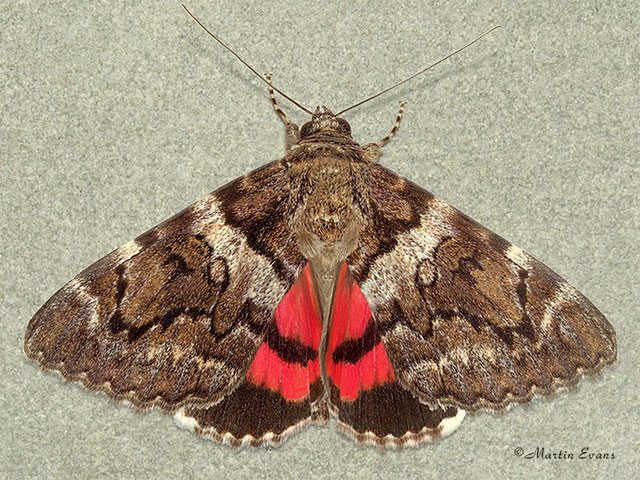  72.077 Minsmere Crimson Underwing Copyright Martin Evans 