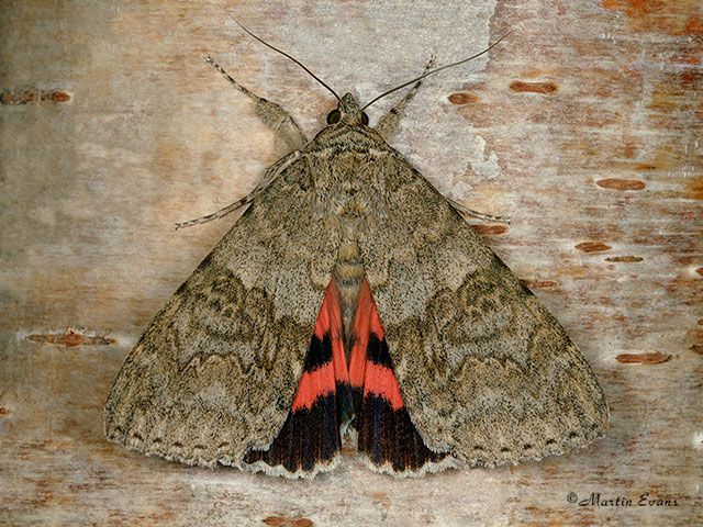  72.078 Red Underwing Copyright Martin Evans 