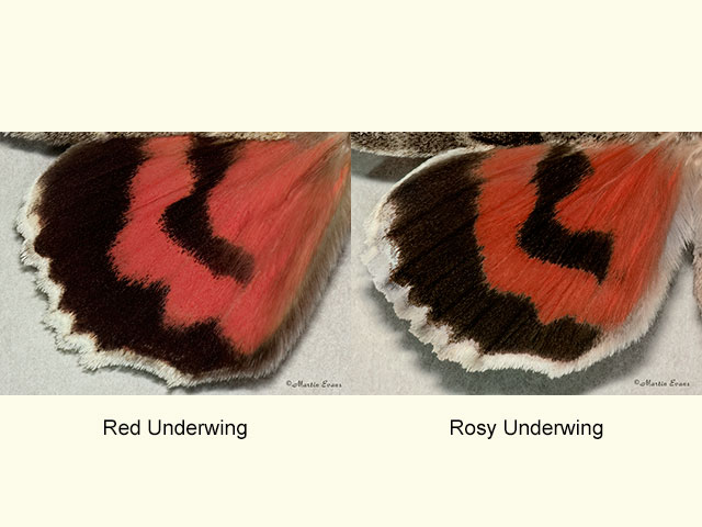  72.078 Red Underwing and Rosy Underwing (underwings) Copyright Martin Evans 