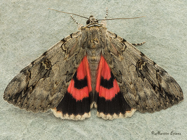  72.079 Rosy Underwing Copyright Martin Evans 