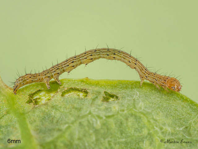  72.079 Rosy Underwing larva 6mm Copyright Martin Evans 