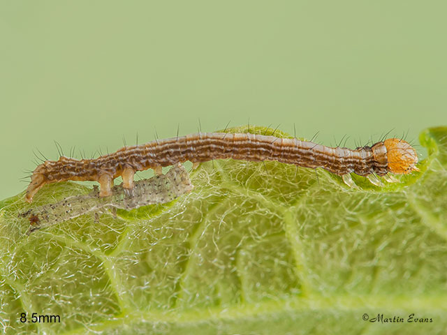 72.079 Rosy Underwing larva 8.5mm Copyright Martin Evans 